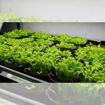 Салаты / Пряные травы