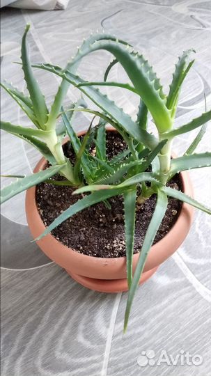 Фиалки, алоэ, сансевьера, хлорофитум