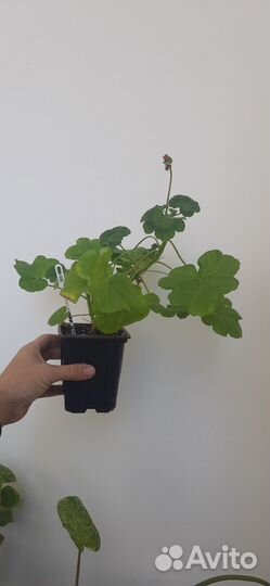 Пеларгония Jägershus Hidingebro Röda