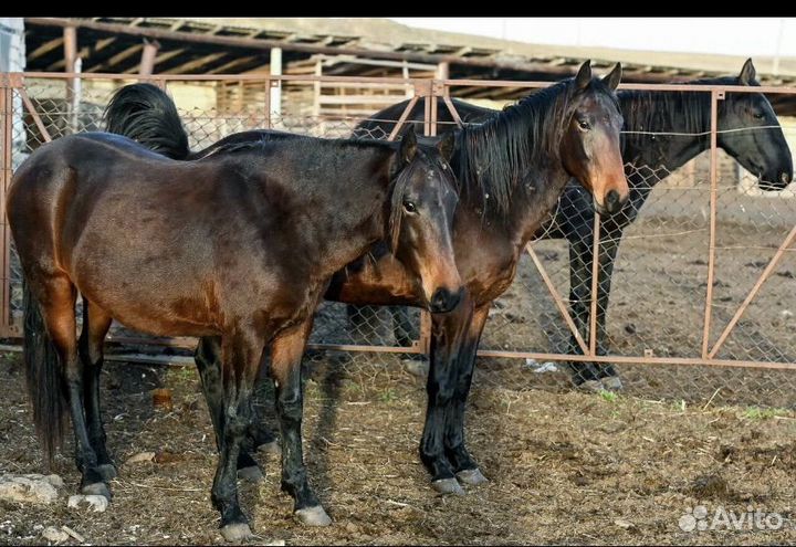 Продается жеребец карачаевской породы