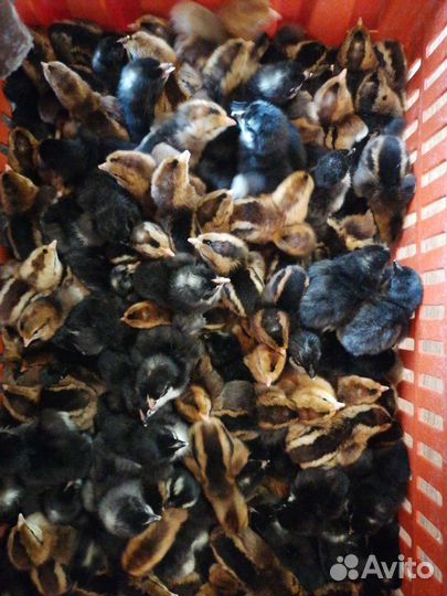 Цыплята суточные