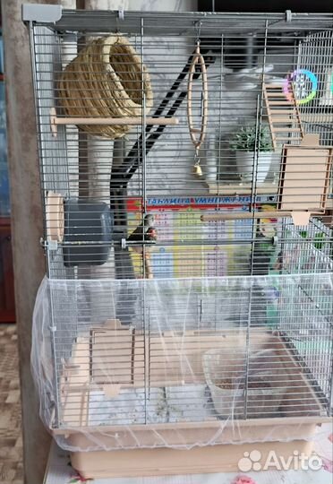 Зебровые амадины