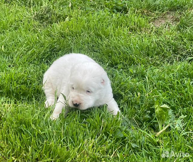 Продажа щенков алабая