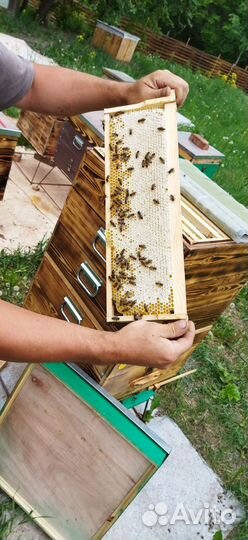 Медок 2023, соты, перга, помор, воск, прополис