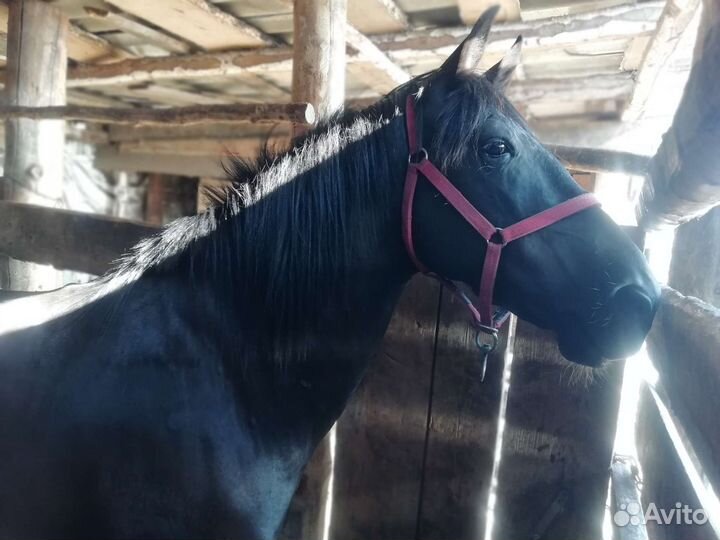 Мерин вороной обучен вынослив жеребец 3,6 г
