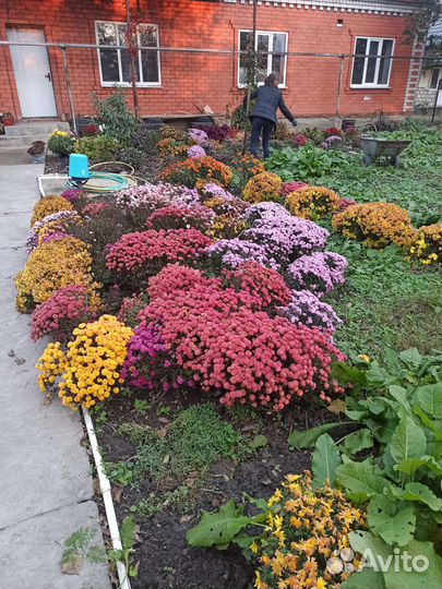 Хризантемы мультифлора