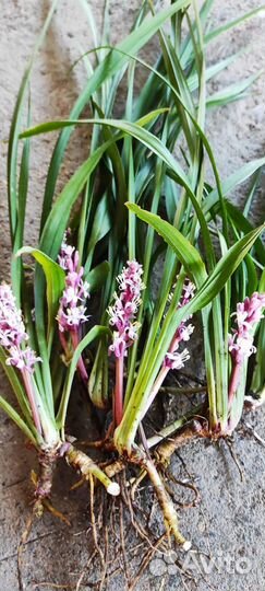 Редкие садовые растения