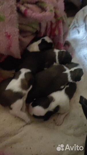 Девочка спаниель