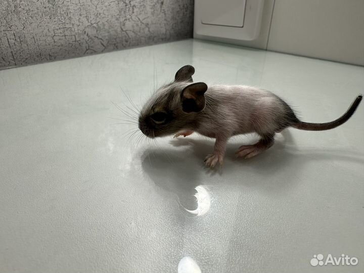 Чилийская белка дегу