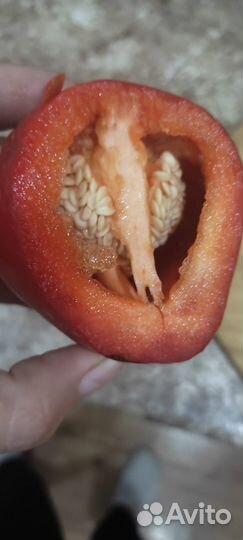 Семена перцев,помидор