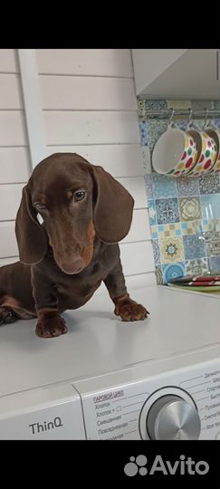 Такса стандартная щенок