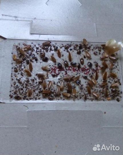 Ловушки от тараканов