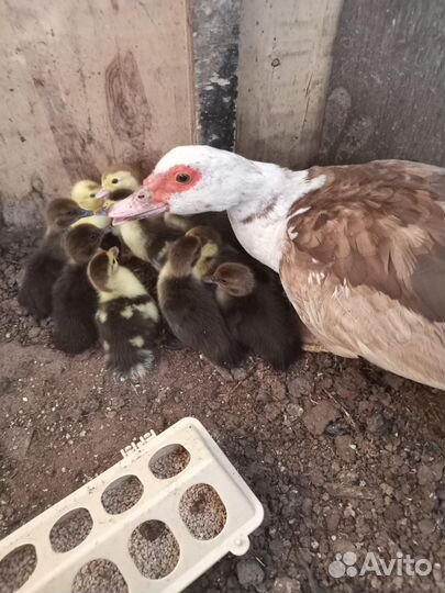 Индоутки суточные можно с мамой