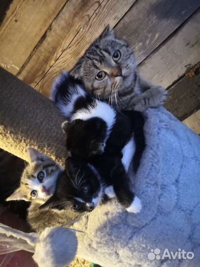 Котята в дар