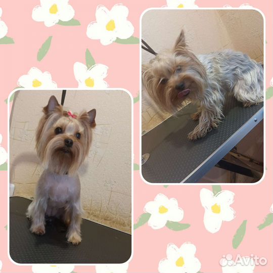 Стрижка собак и кошек