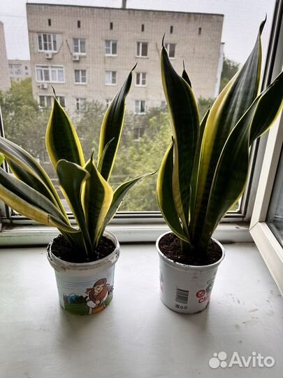 Сансевиерия