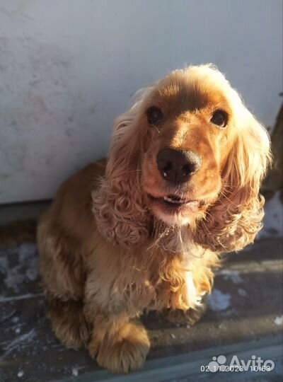 Вязка собаки