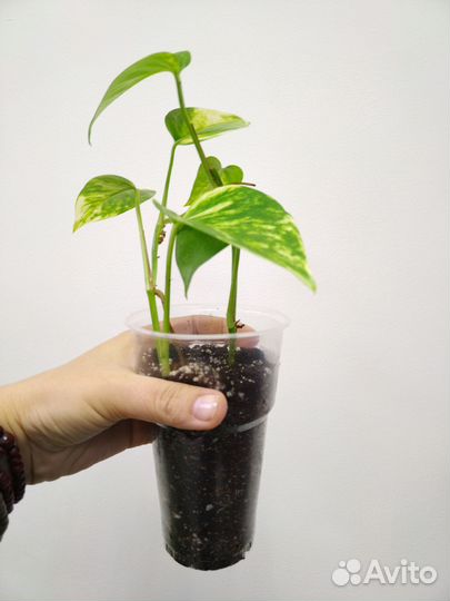 Эпипремнум, бегонии, крестовник, замиокулькас