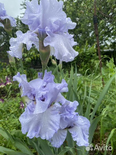 Ирисы сортовые, бадан широколистный