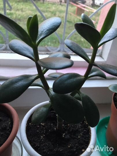 Комнатные растения цветы