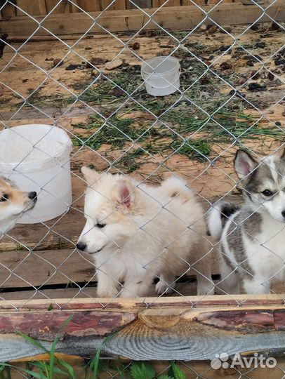 Щенки западно сибирской лайки