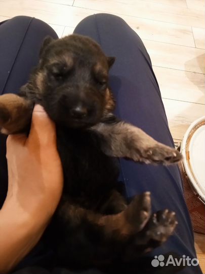 Щенки немецкой овчарки