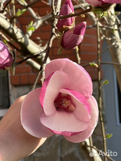 Семена магнолии суланжа 15штук