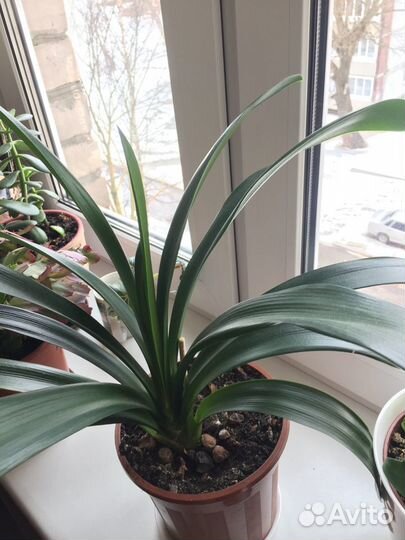 Цветы Кливия