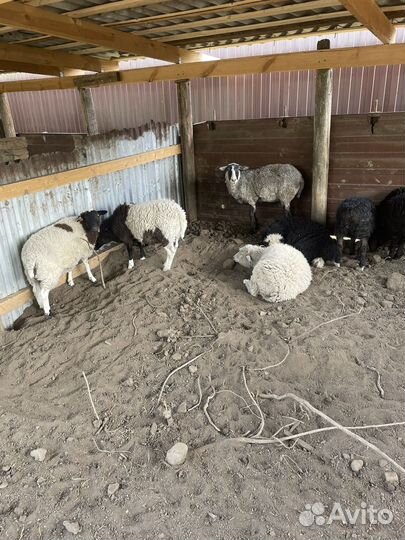 Овцы ягнята