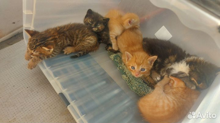 Котята в добрые руки