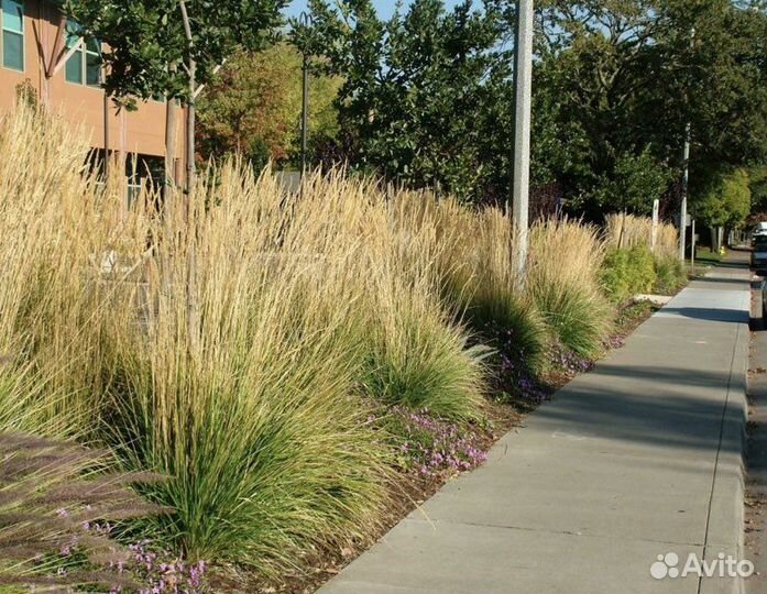 Злаки щучка луговик