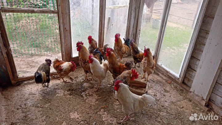 Петушки породистые