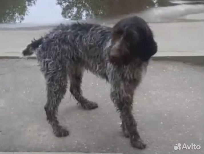 Дратхаар или похожая найдена