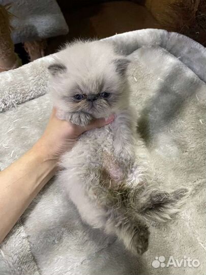 Продам котенка