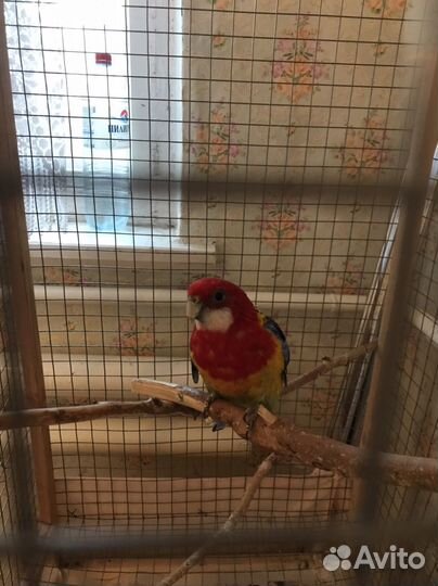 Попугай Розелла