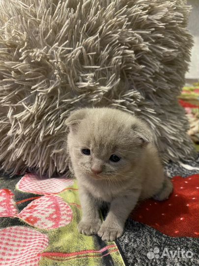 Британские котята