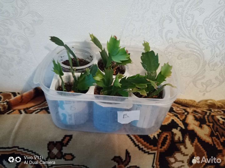 Комнатные цветы