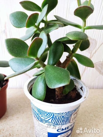 Денежное дерево, толстянка