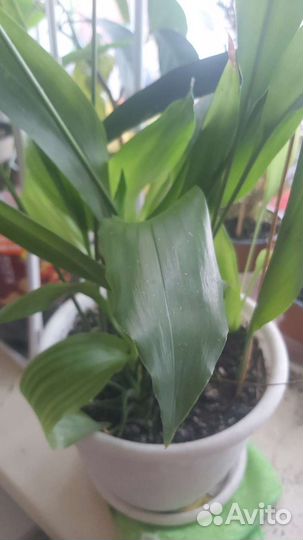 Аспидистра. редкость