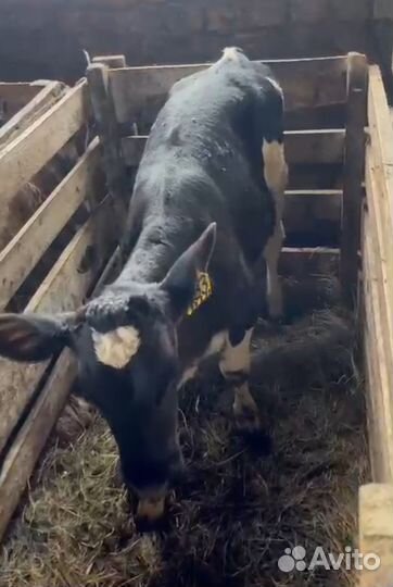 Быки и телки