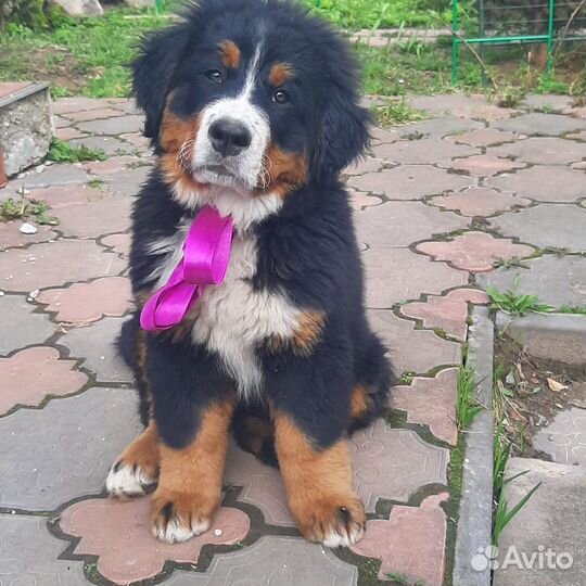 Щенки Бернский зенненхунд