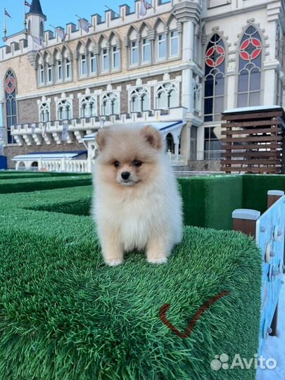 Померанский шпиц