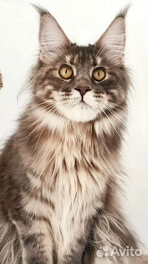 Кошки мейн-кун
