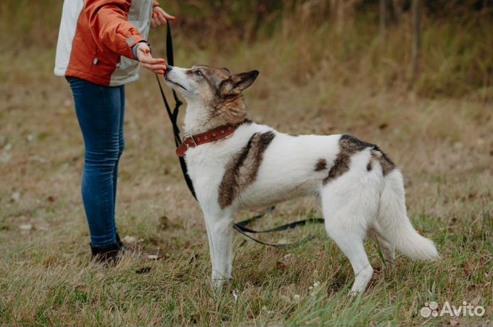 Умничка хочет жить дома