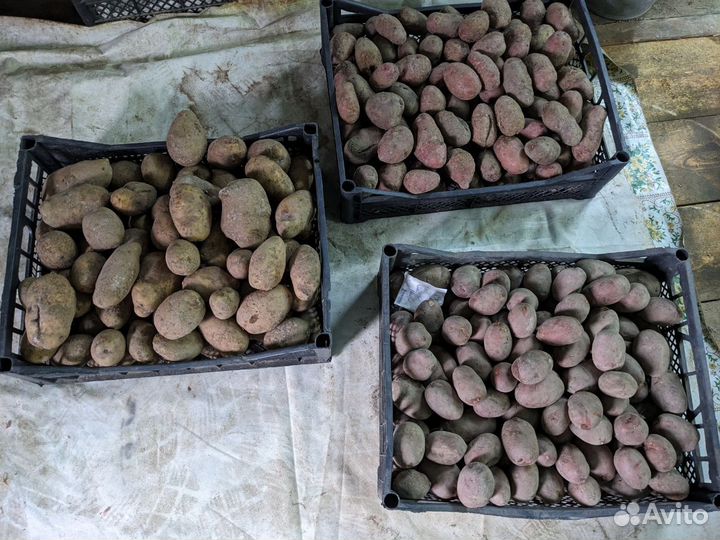 Продам картофель