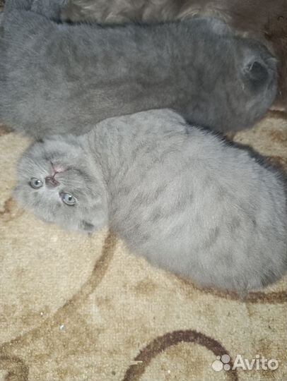 Британская