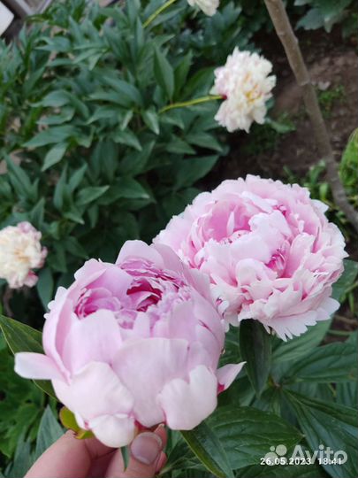 Пион сара бернара