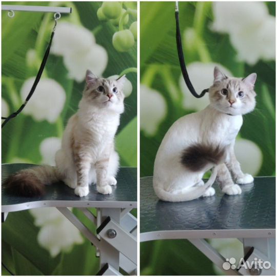Груминг для собак и кошек