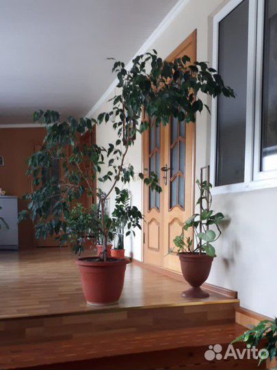 Комнатные растения цветы