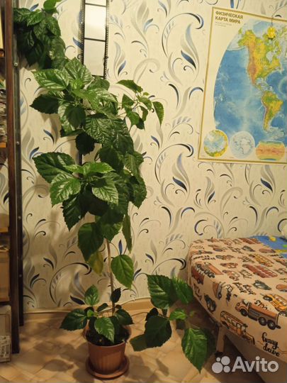 Гибискус, китайская роза для офиса и дома